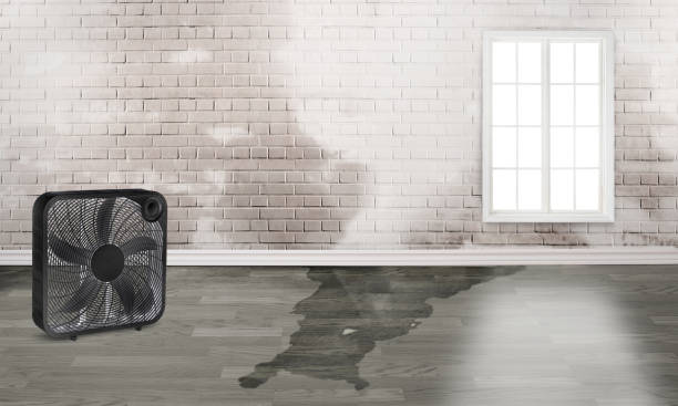 Best Carpet water damage restoration  in Susan Moore, AL